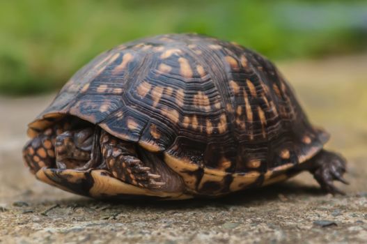 turtle walking slowly across concrete paving