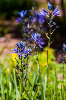 purple delicate flowers - Beautiful blue flowers campanula. macro
