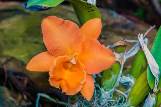 orange orchid cattleya close up