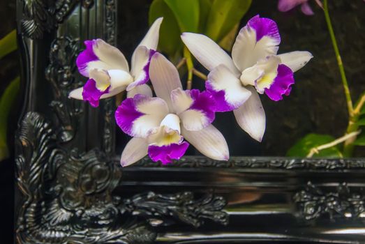 orchid flowers growing through old wooden picture frame