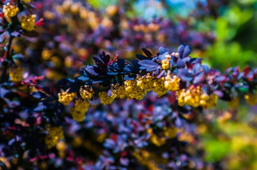 prickly brown bush with yellow flowers clusters