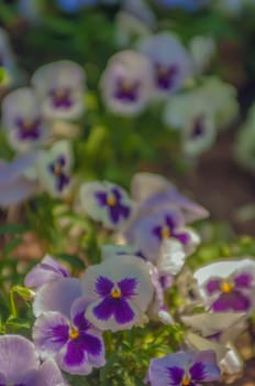 Violet beautiful pansy flowering in spring time with green