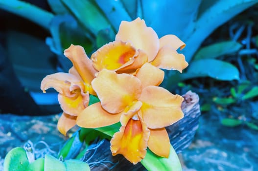 orange orchid cattleya close up