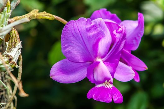 Beautiful purple orchids flowers bloom - phalaenopsis