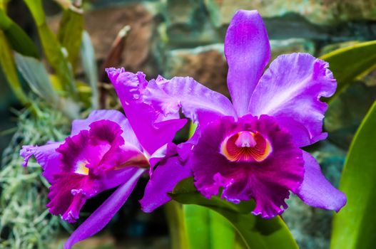 Beautiful purple orchids flowers bloom - phalaenopsis