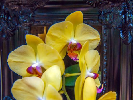 yellow orchid flowers growing through old wooden picture frame