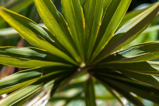 Close up background photo of bright green contrast palm tree leaf