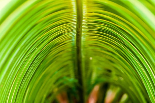 close up view of nice green palm leaf on green back