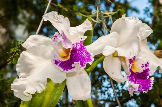 beautiful white orchids flower bloom