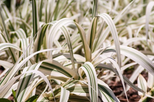 white ornamental grass growing in botanical garden