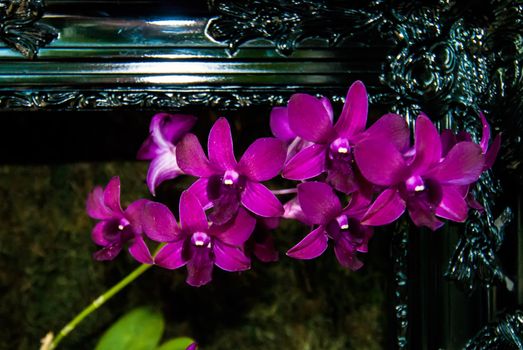 orchid flowers growing through old wooden picture frame