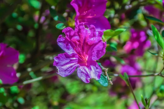 Blooming Pink Rhododendron (Azalea)  close-up, selective focus