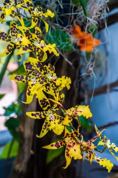 leopard mini orchids blooming