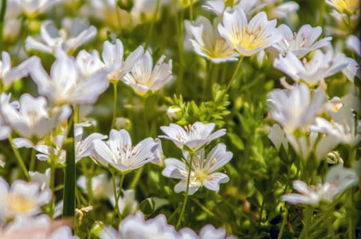 summer wildflowers on a field and meadows