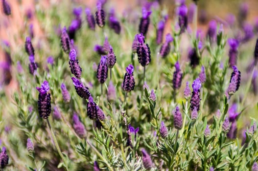 purple lavendula flower plant family of Lamiaceae in the garden