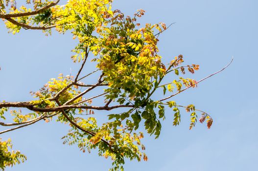 Branches of acacia trees with leaves on the background of the sky
