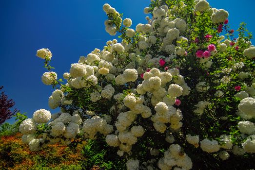 Viburnum opulus Compactum bush with white flowers (selective focus on flowers)