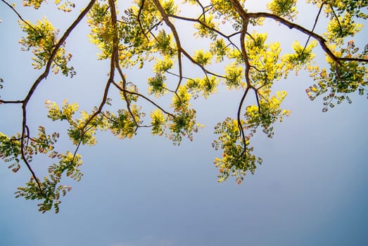 Branches of acacia trees with leaves on the background of the sky