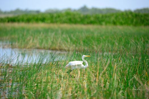 Intermediate Egret bird is at wetland in thailand