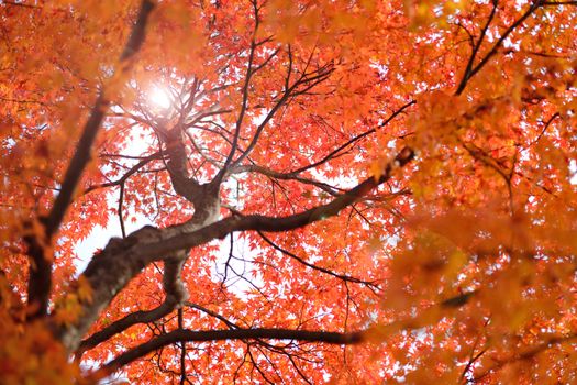 colorful maple tree in autumn with sunlight