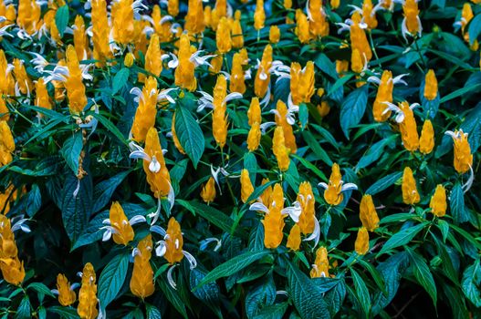 Blossoming Pachystachys lutea bush close-up