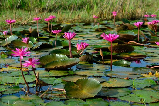 group of beautiful blossom lotus flower in Thailand pond