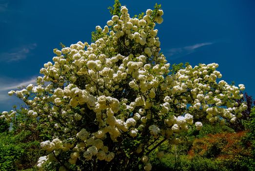 Viburnum opulus Compactum bush with white flowers (selective focus on flowers)