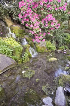 Rhododendron Pink Flowers Blooming Over Waterfall and Pond at Crystal Springs Garden in Spring