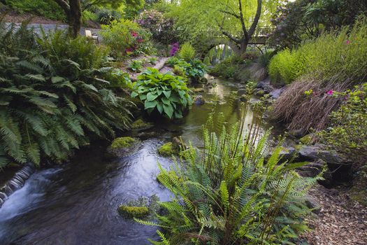Stream Flowing Under the Wooden Bridge Arches with Ferns Hostas and Bog Plants at Crystal Springs Rhododendron Garden