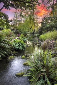 Stream Flowing Under the Wooden Bridge Arches with Ferns Hostas and Bog Plants at Crystal Springs Rhododendron Garden at Sunset