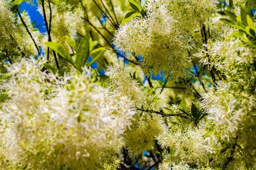 White, fleecy blooms  hang on the branches of fringe tree - Chionanthus virginicus