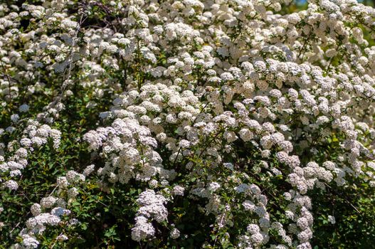 Spiraea blossoms white flowers on bush