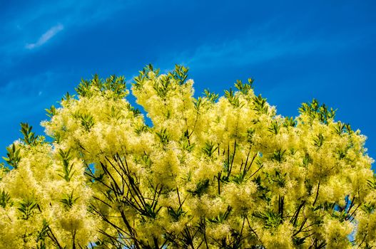 White, fleecy blooms  hang on the branches of fringe tree - Chionanthus virginicus