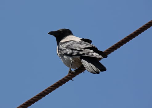 gray raven sitting on rope over blue sky