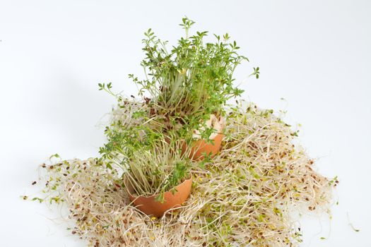 Fresh Alfalfa Sprouts and Spring Easter Egg