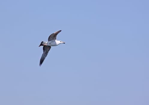 seagull at flight in blue sky