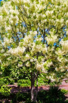 White, fleecy blooms  hang on the branches of fringe tree - Chionanthus virginicus