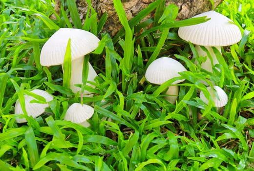 Ceramic sculpture mushroom in garden