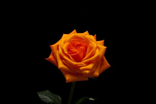 Close up image of single orange rose 