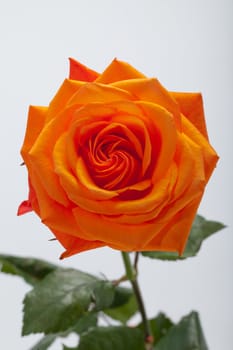 orange single rose isolated on white background
