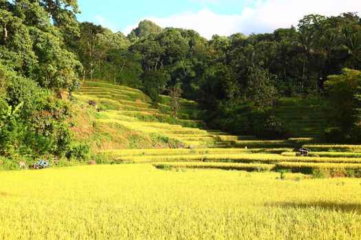 Beautiful countryside scenery, South Sulawesi Indonesia