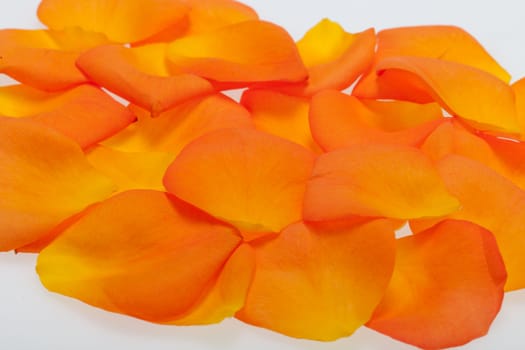 Petals of the orange-rose isolated on the white background