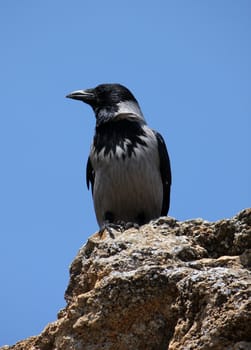 gray raven sitting on stone