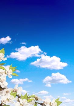 Blue sky and flower of cherry