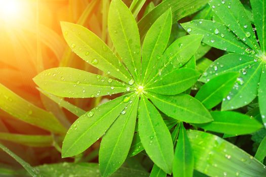 Rain drops on a green leaves of lupine