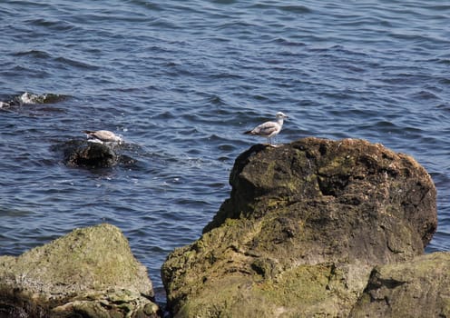 seagulls sitting on rocks at seaside