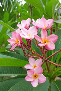 Frangipani flowers in a garden