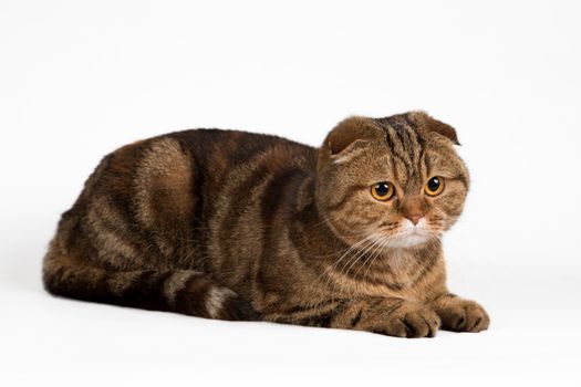 A portrait of Scottish fold on white background