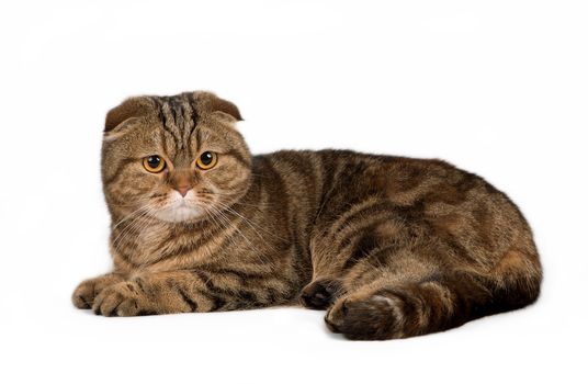 A portrait of Scottish fold on white background