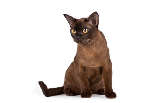 A portrait of Burmese cat on white background